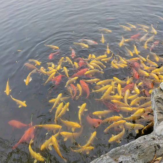 小玉米吖