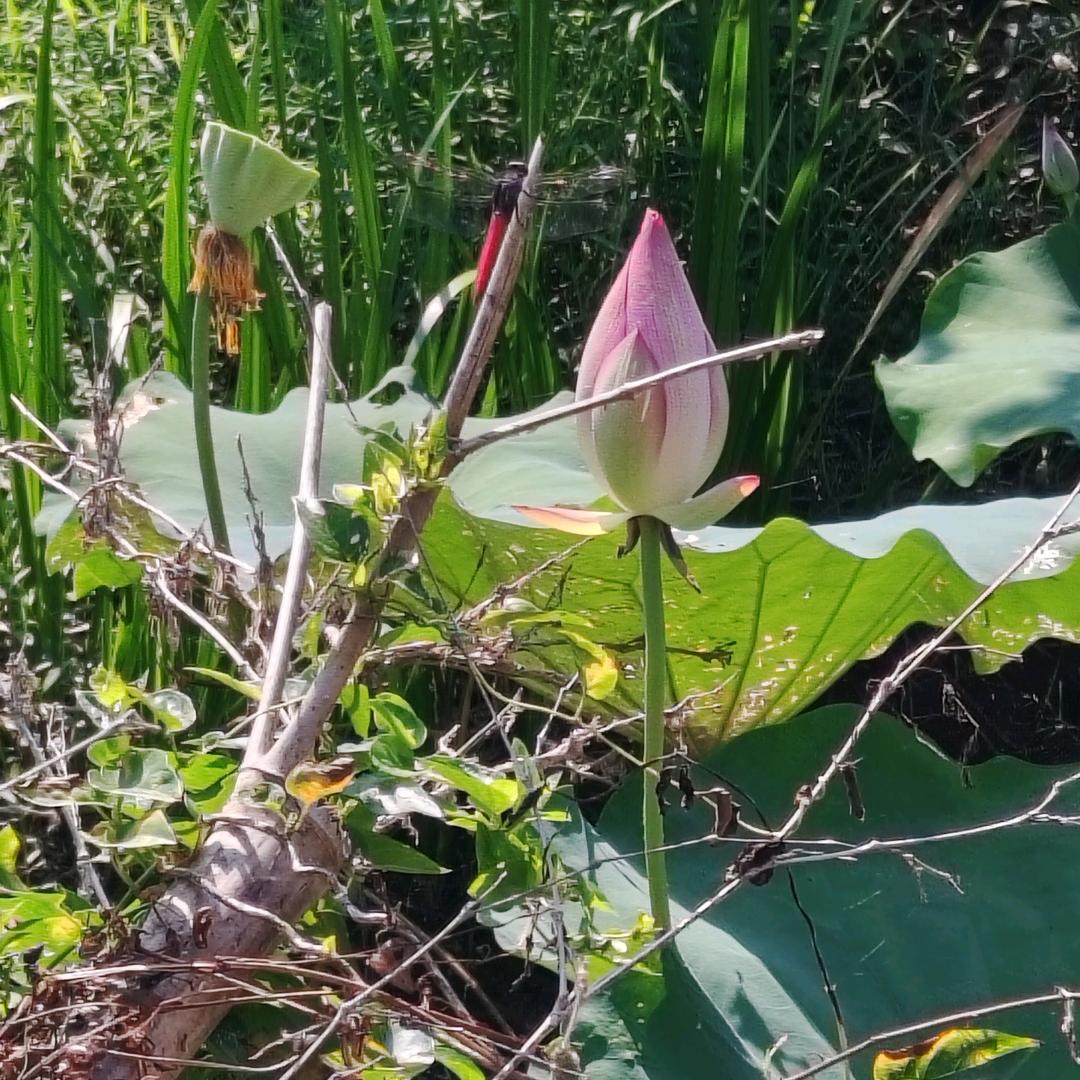 小芳丫࿆