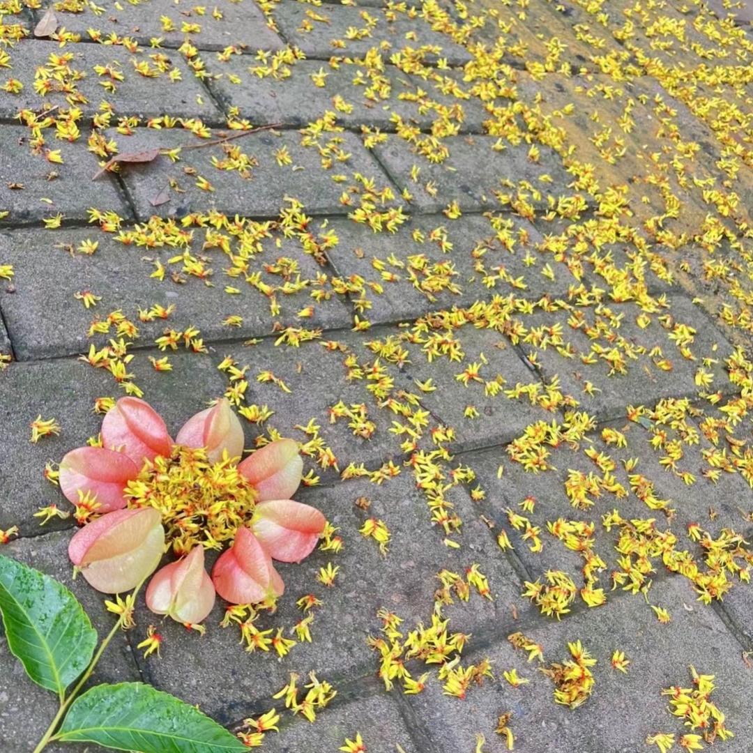 清茶与酒
