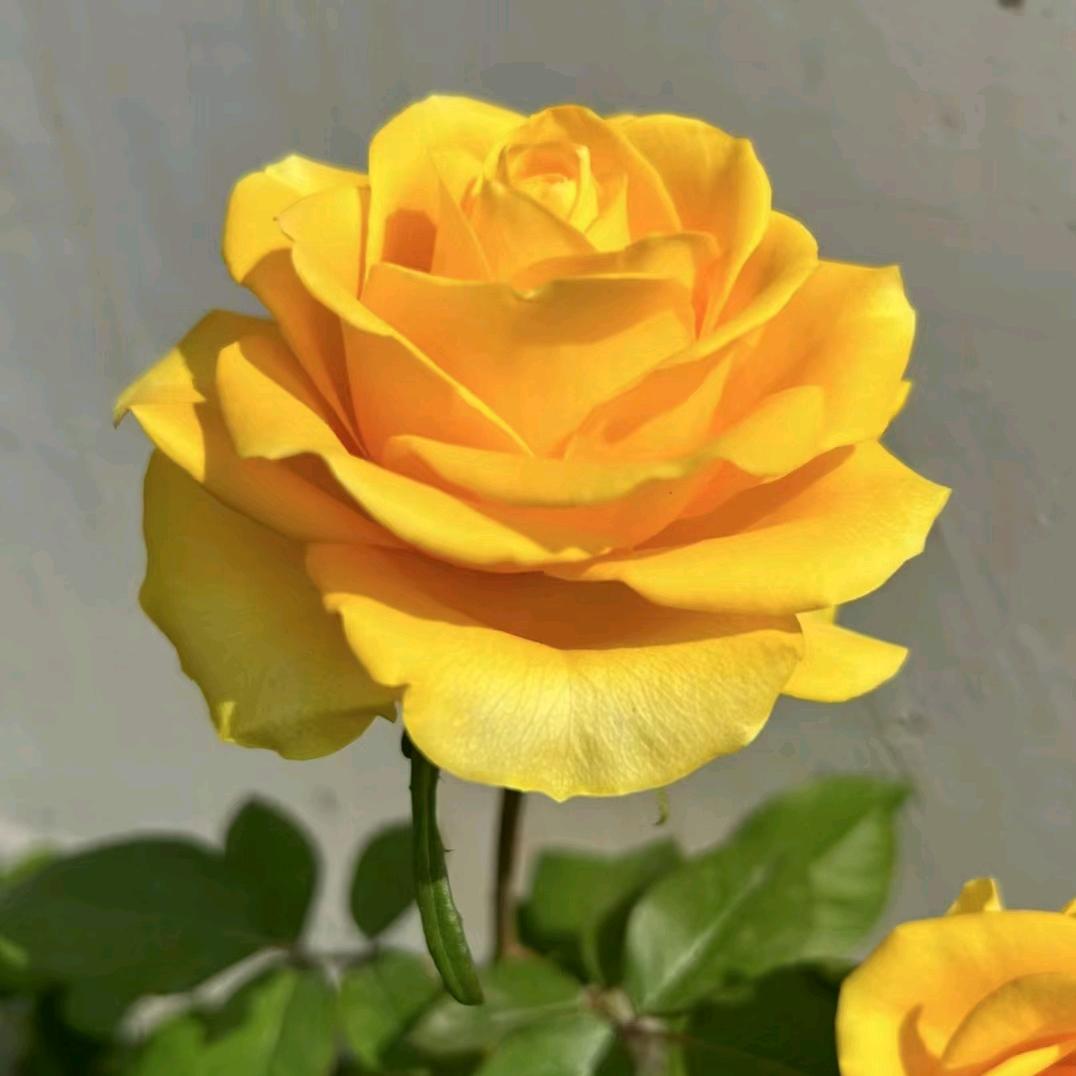 沭阳黑阿哥园艺生活坊