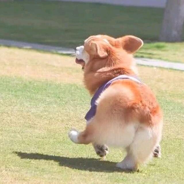 莲彭银耳汤