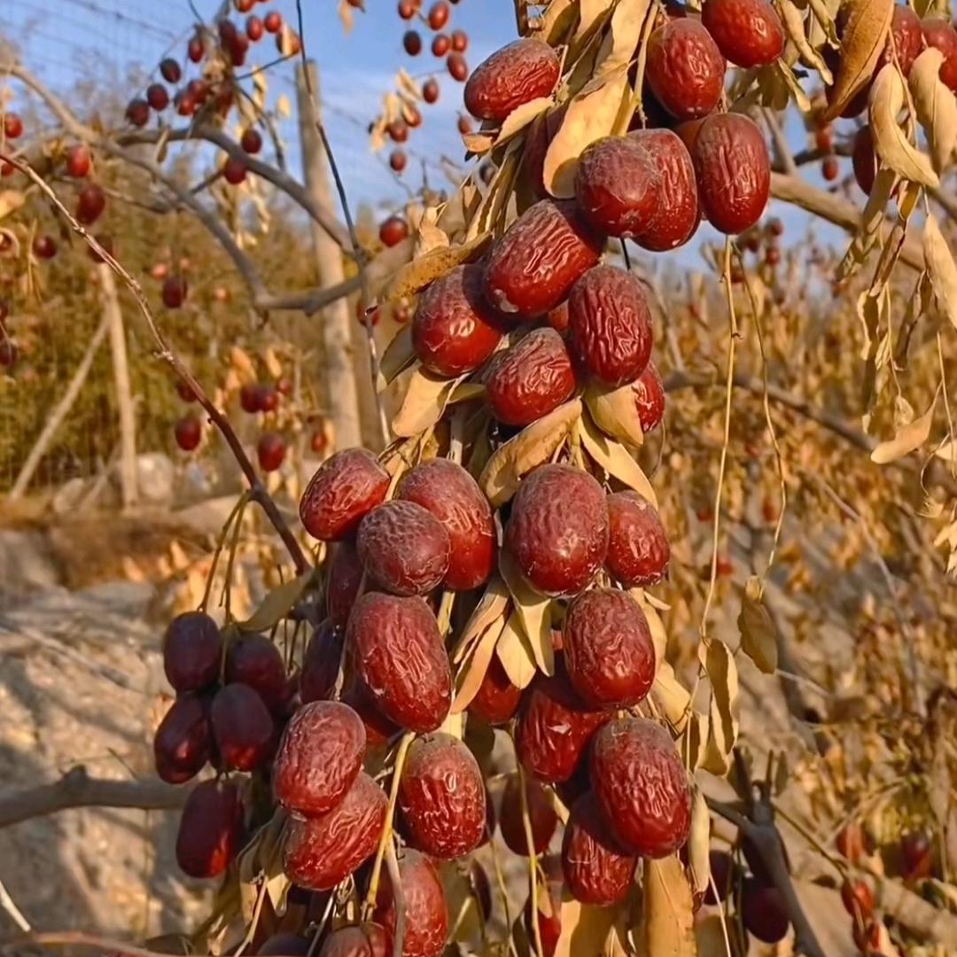 东明仙女果干果行