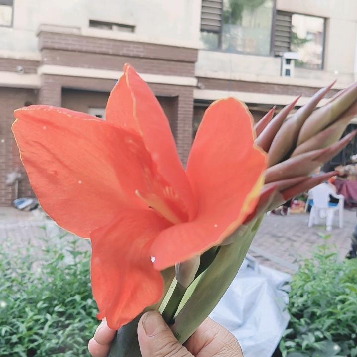 凤芝