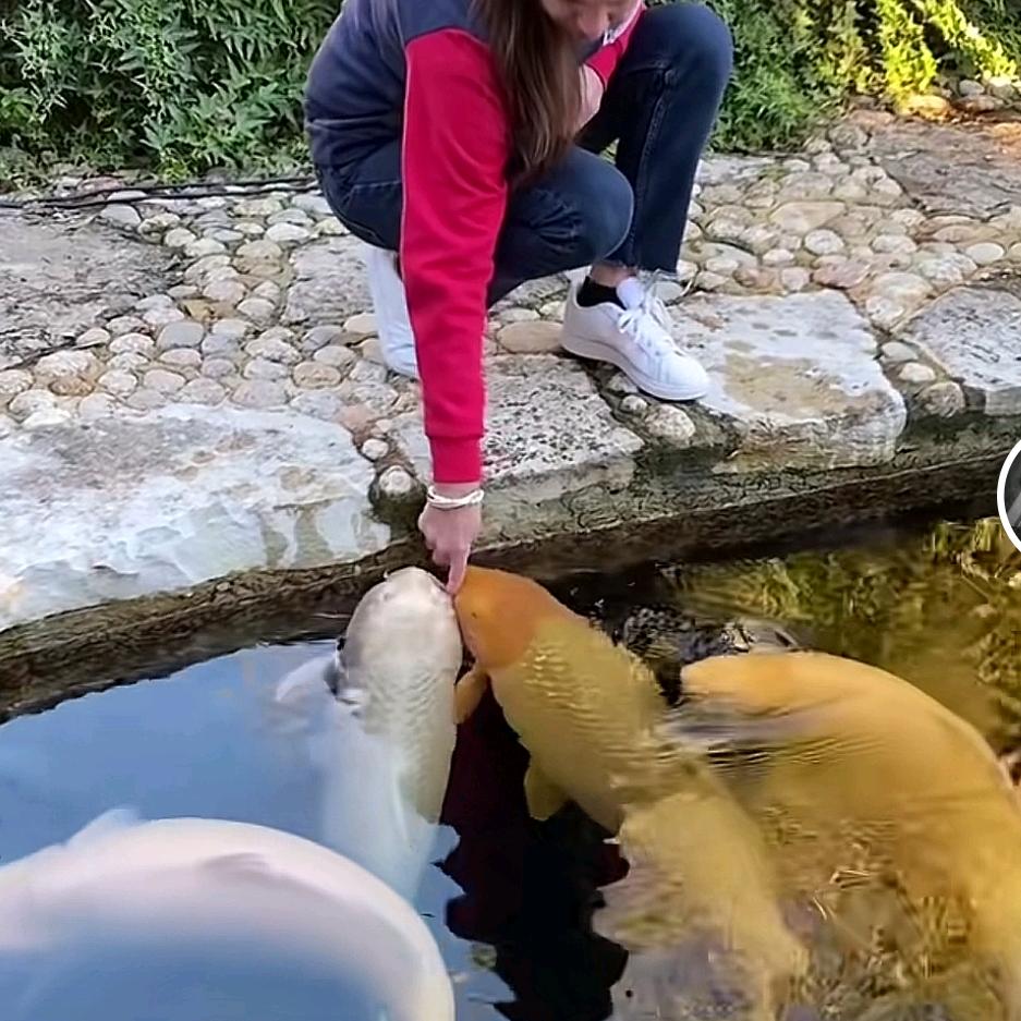 大华锦鲤养殖基地