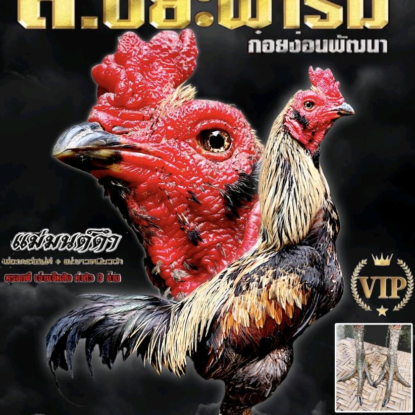 瑞ชนไก่☯︎