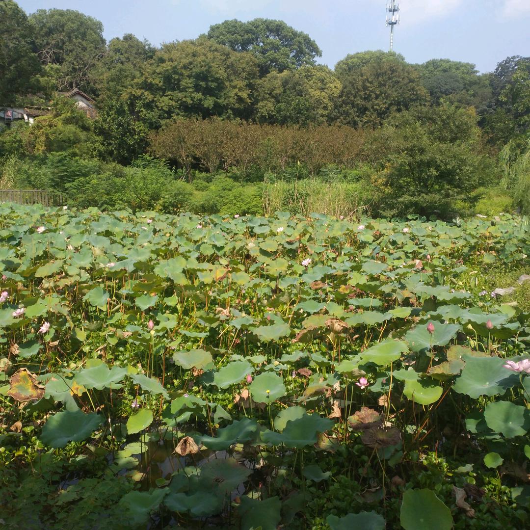 小阿苹