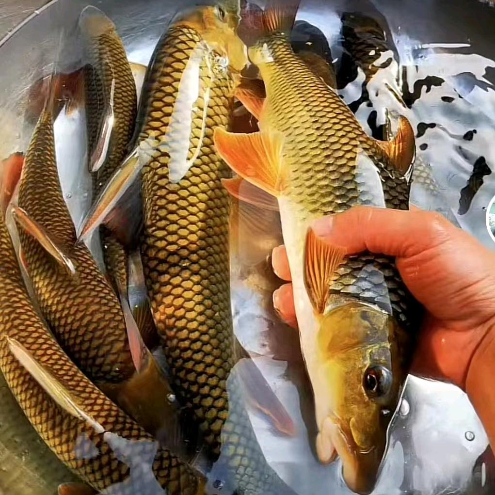 🐠高端溪流鱼🐠小王（小陈水产）