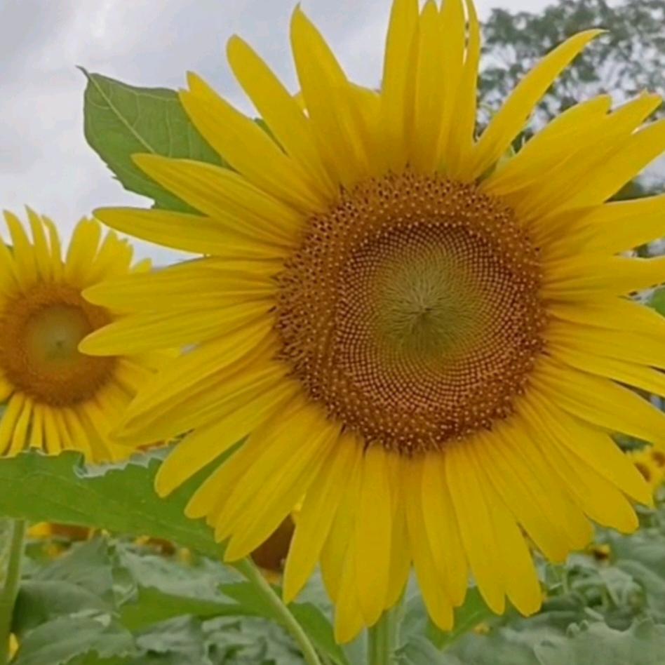 银花