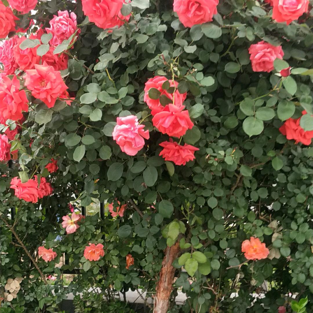 保安大队长，招工