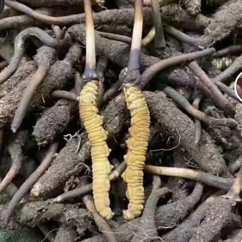 稻城西藏那曲虫草王