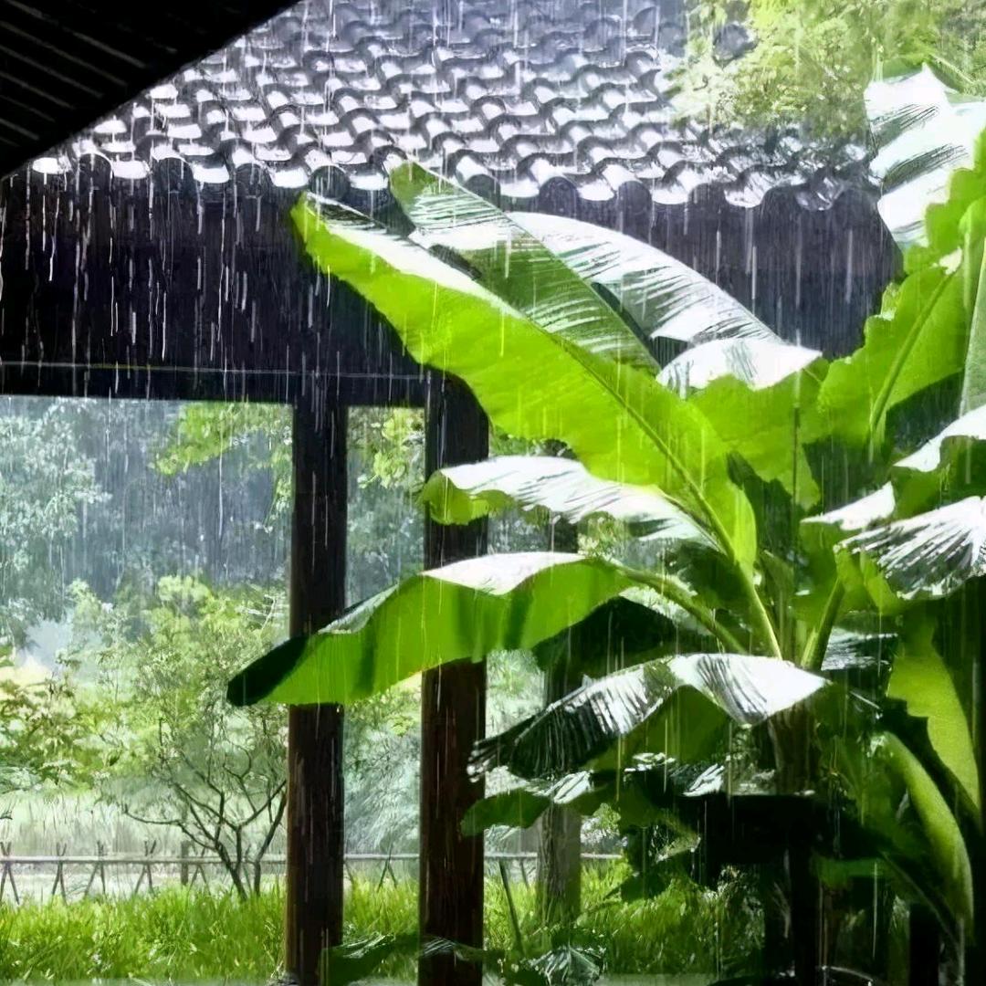 芭蕉听雨