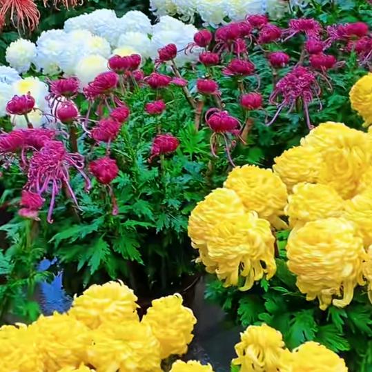 九朵菊花