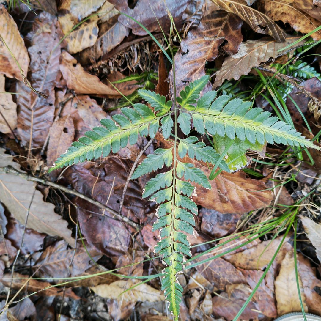单身狗不狗🦀