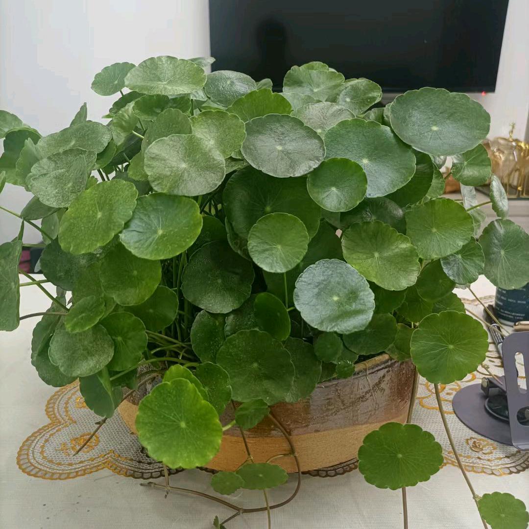 芬姐姐的日记本