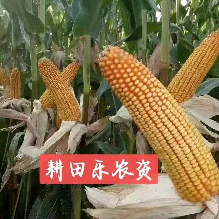 耕田乐农资