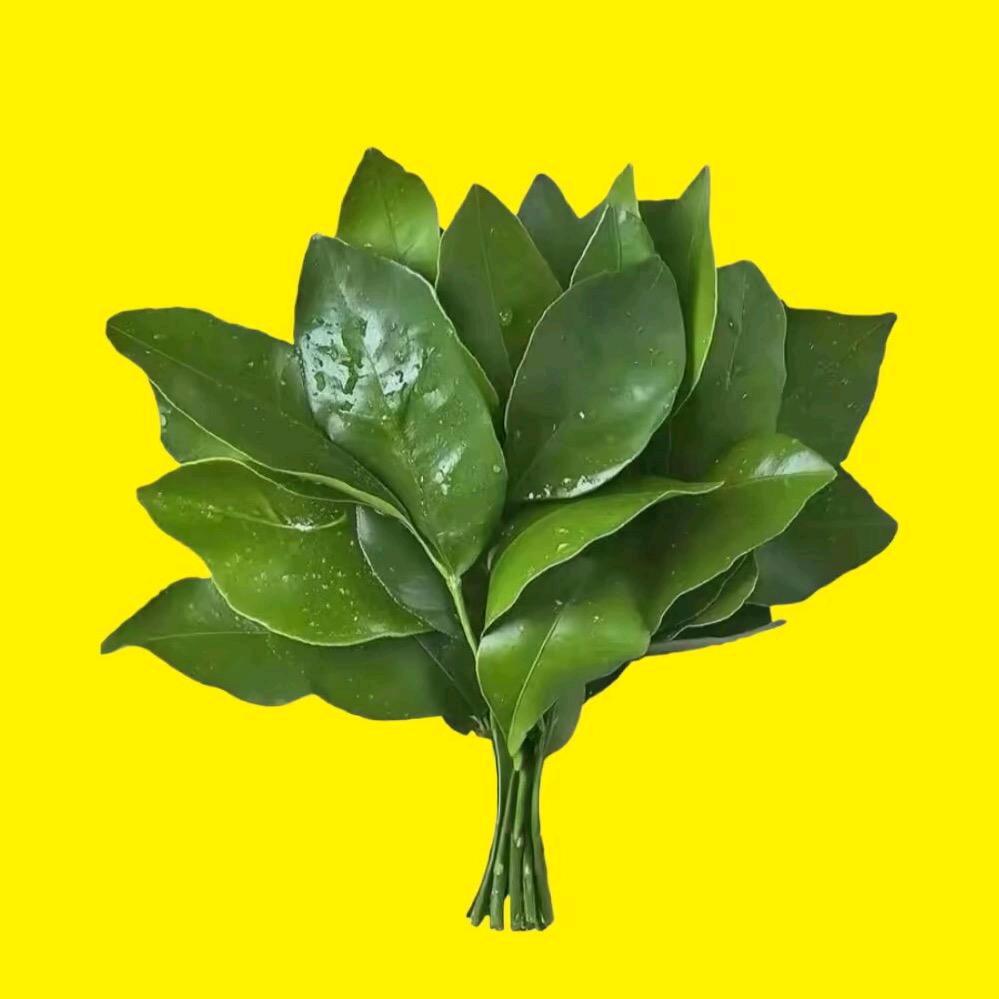 林木森森