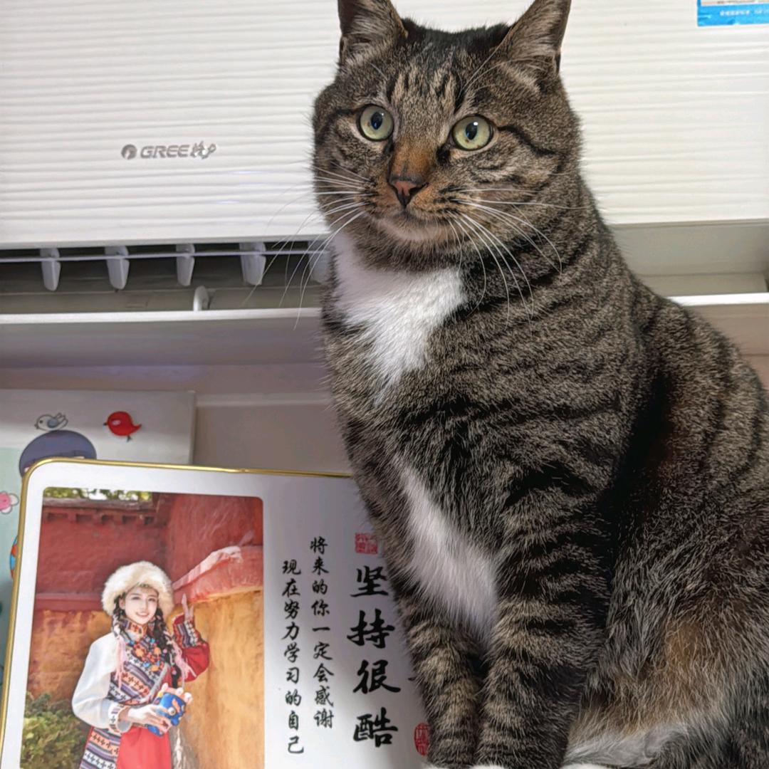 脏脏包是只猫