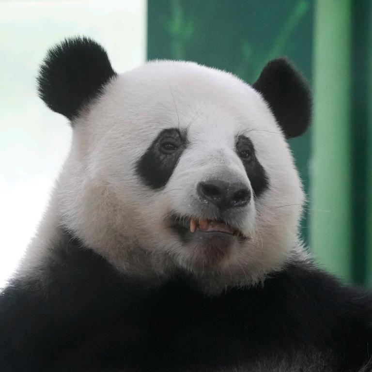 喵了个咪咪