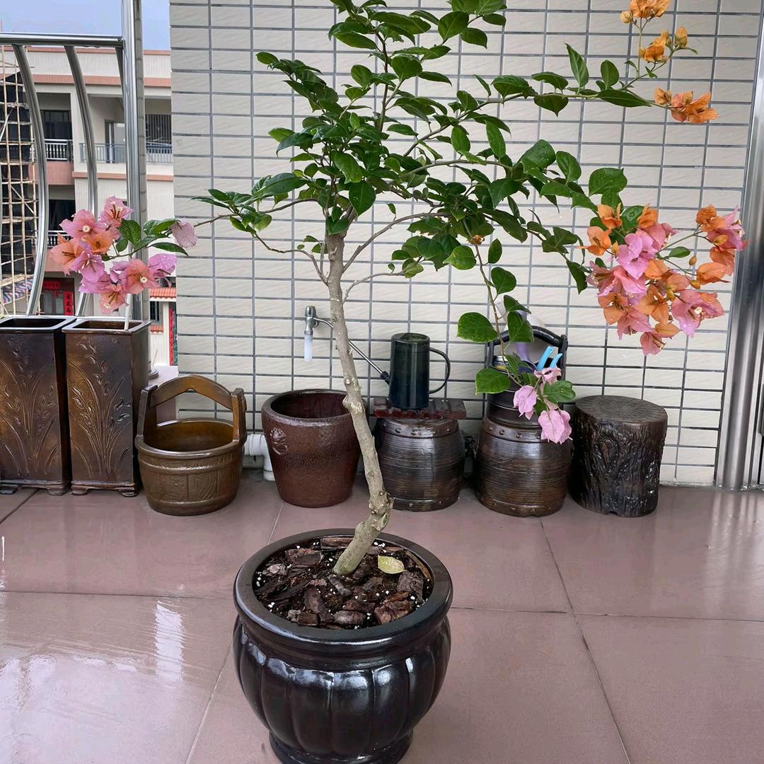 仙人物语仓库