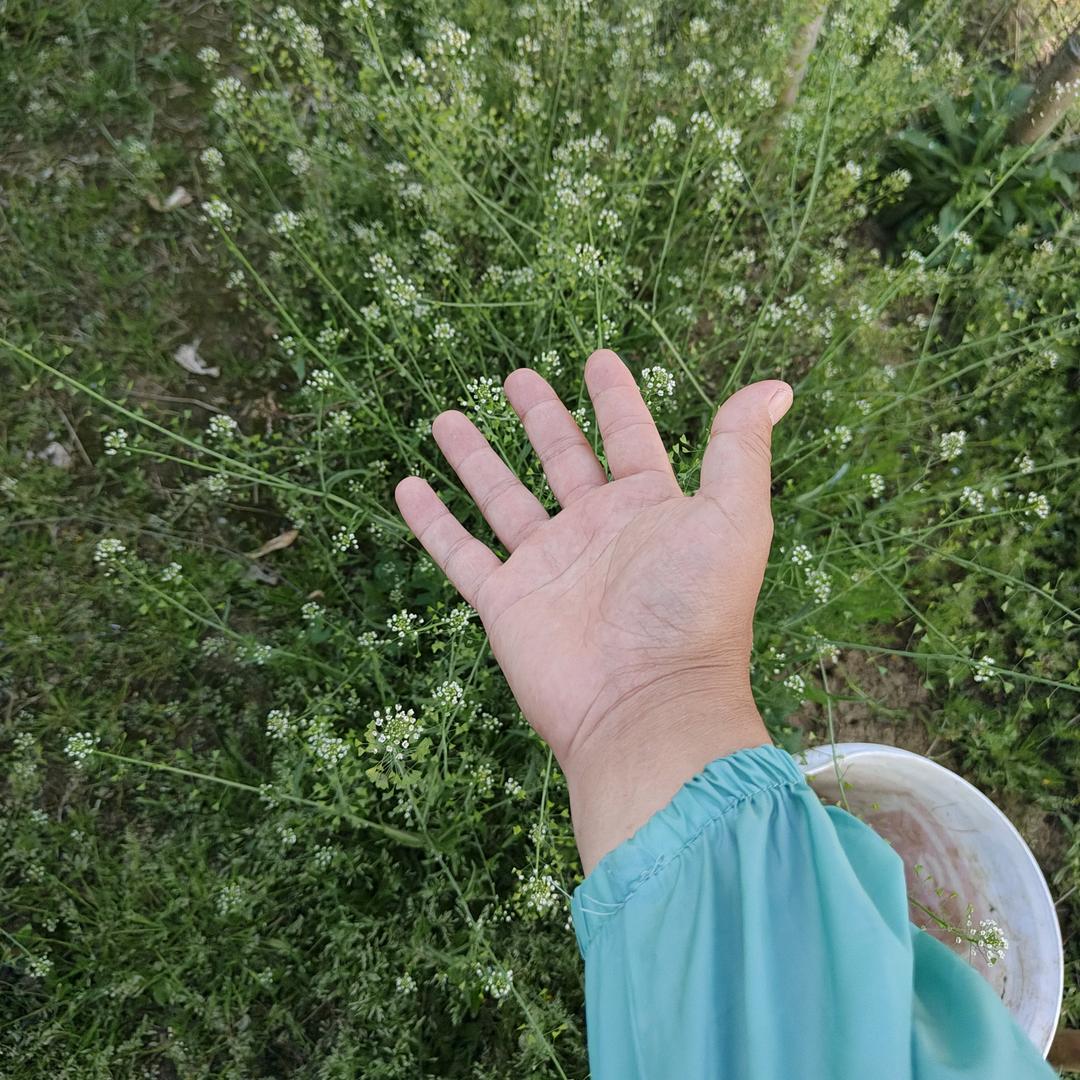 张建华（炼气期）