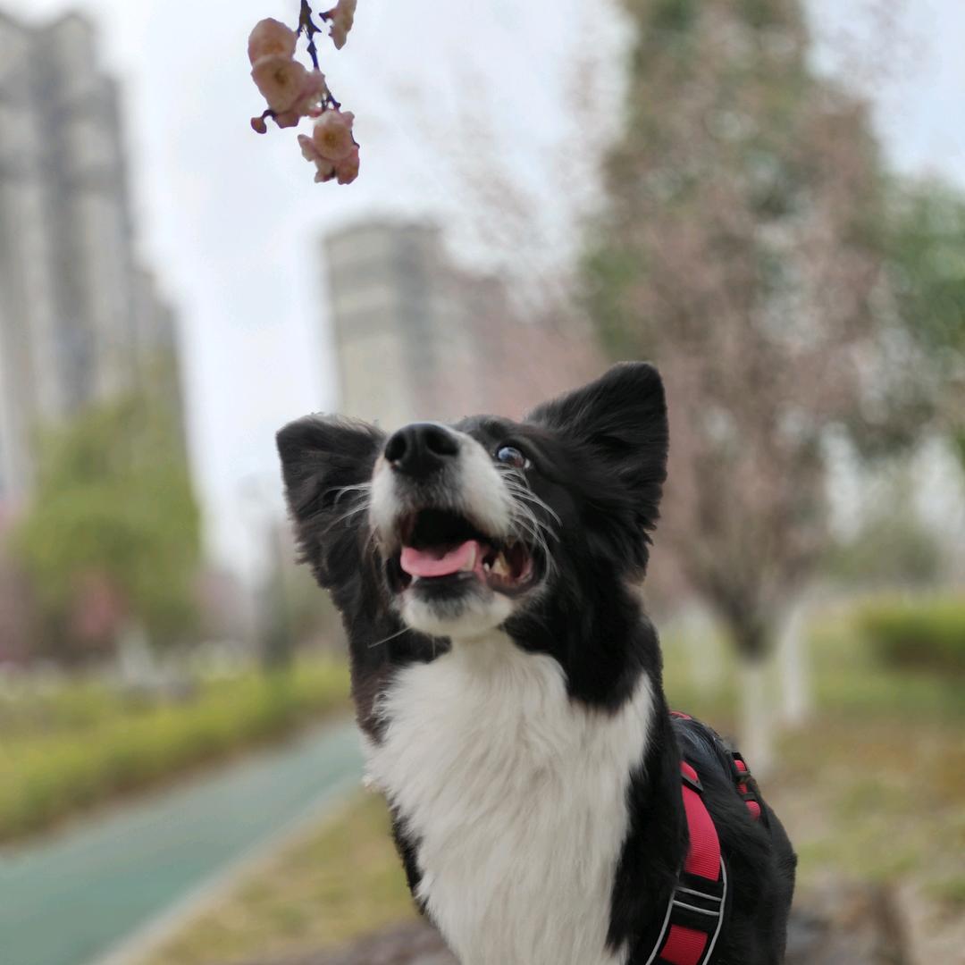 含羞草