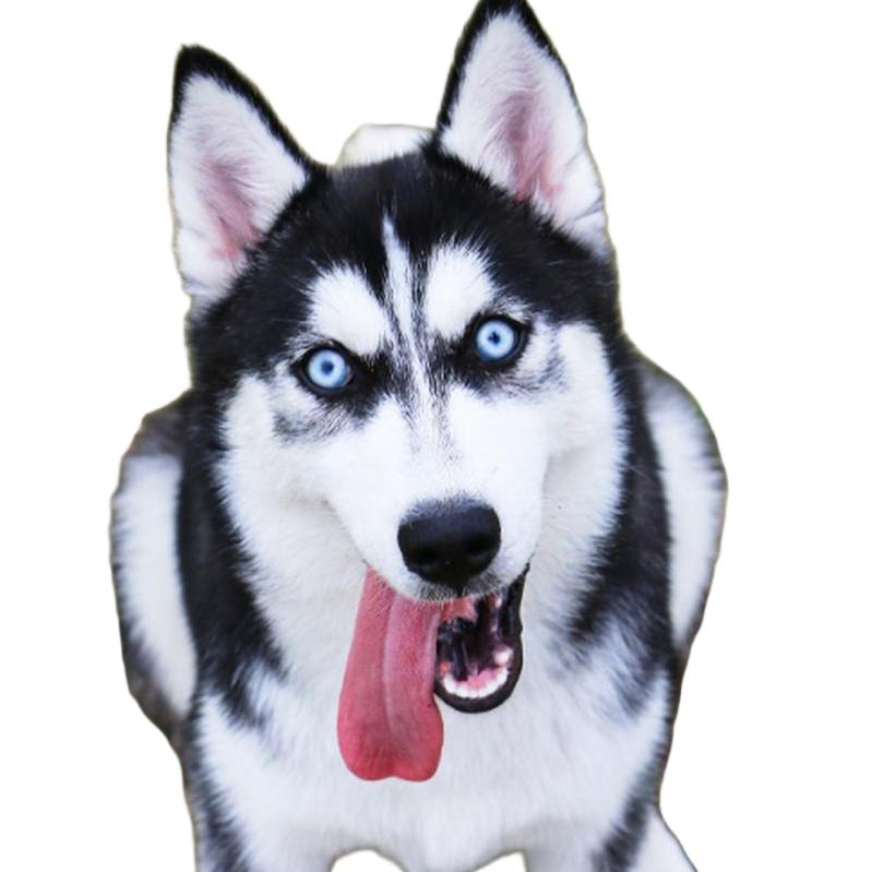 小金金（破防了）