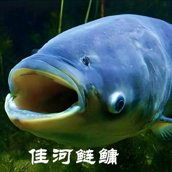 佳河鲢鳙垂钓园