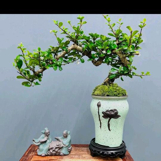 ༺༃碎银༒解千愁༃༻