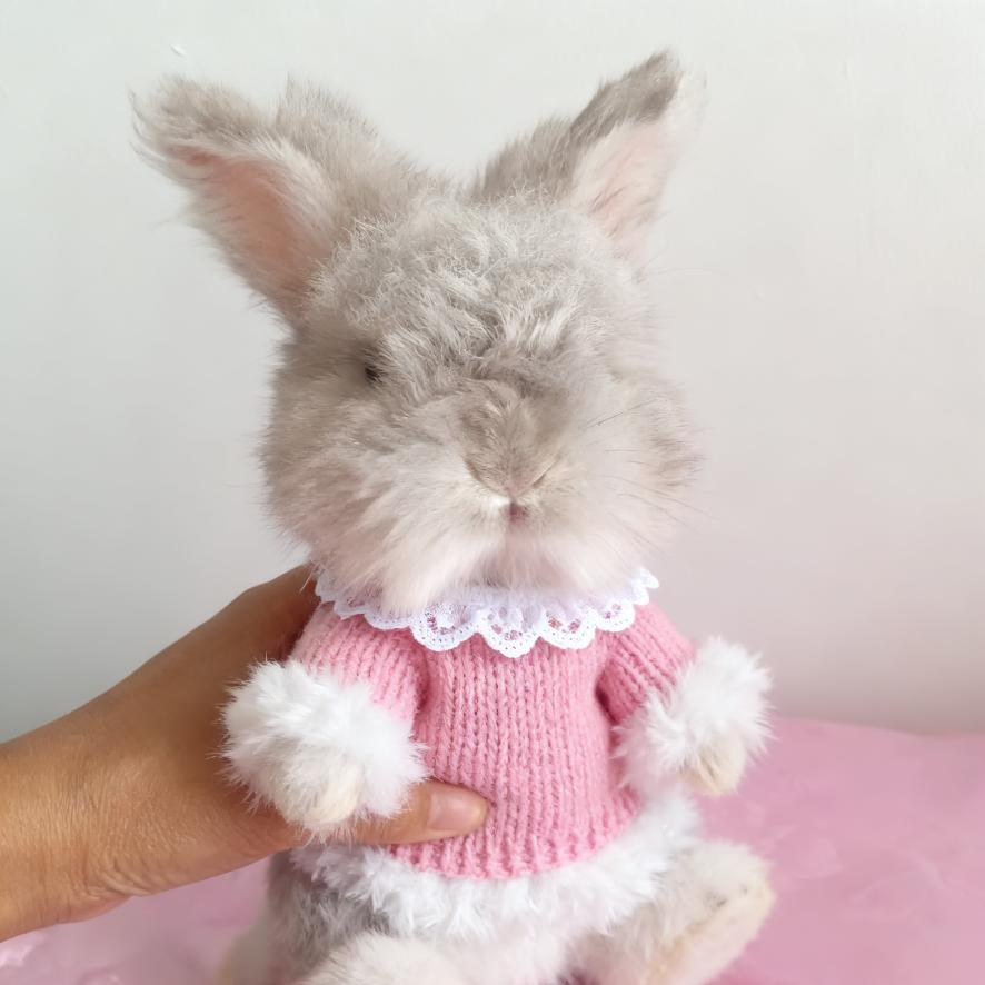 李莹家的安哥拉兔