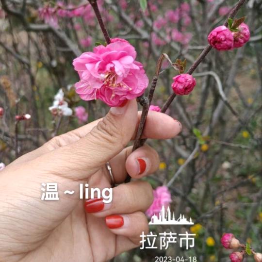 @  -  @ling