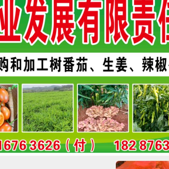 纯思种植园小付