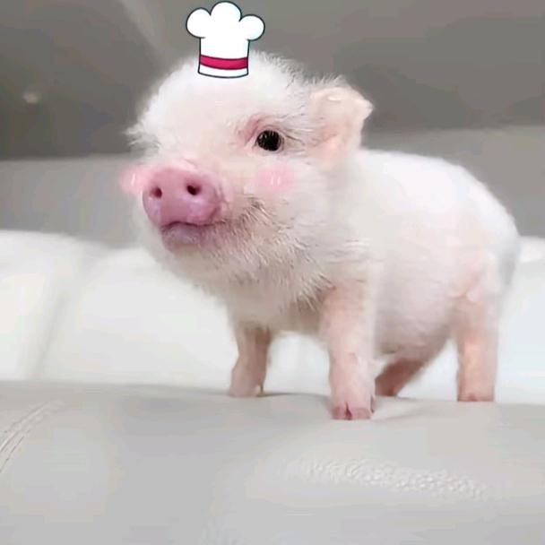 美丽野蟑螂