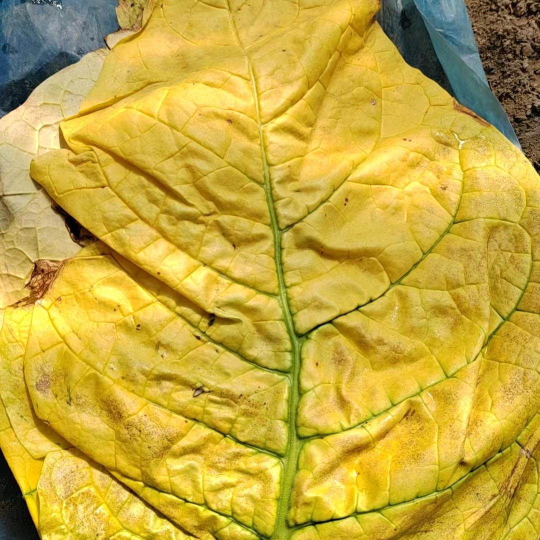 夹皮沟手卷草料
