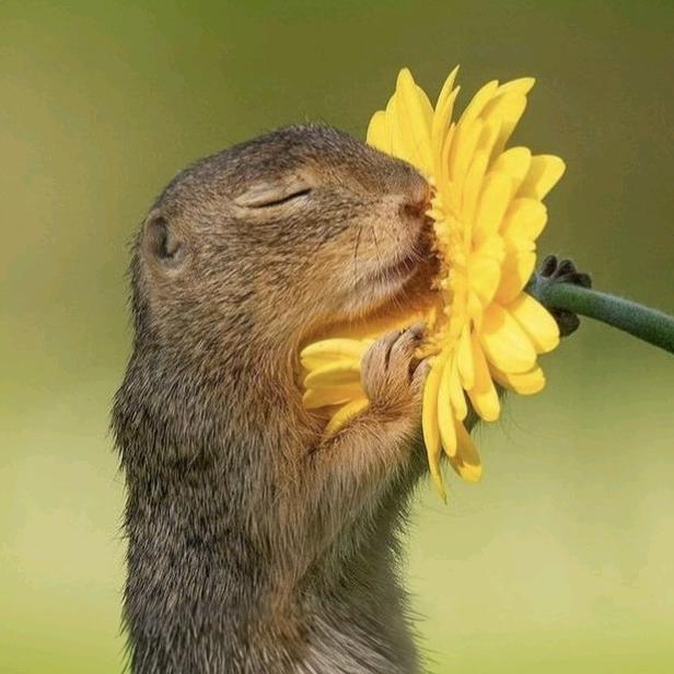 地质解析开源分析