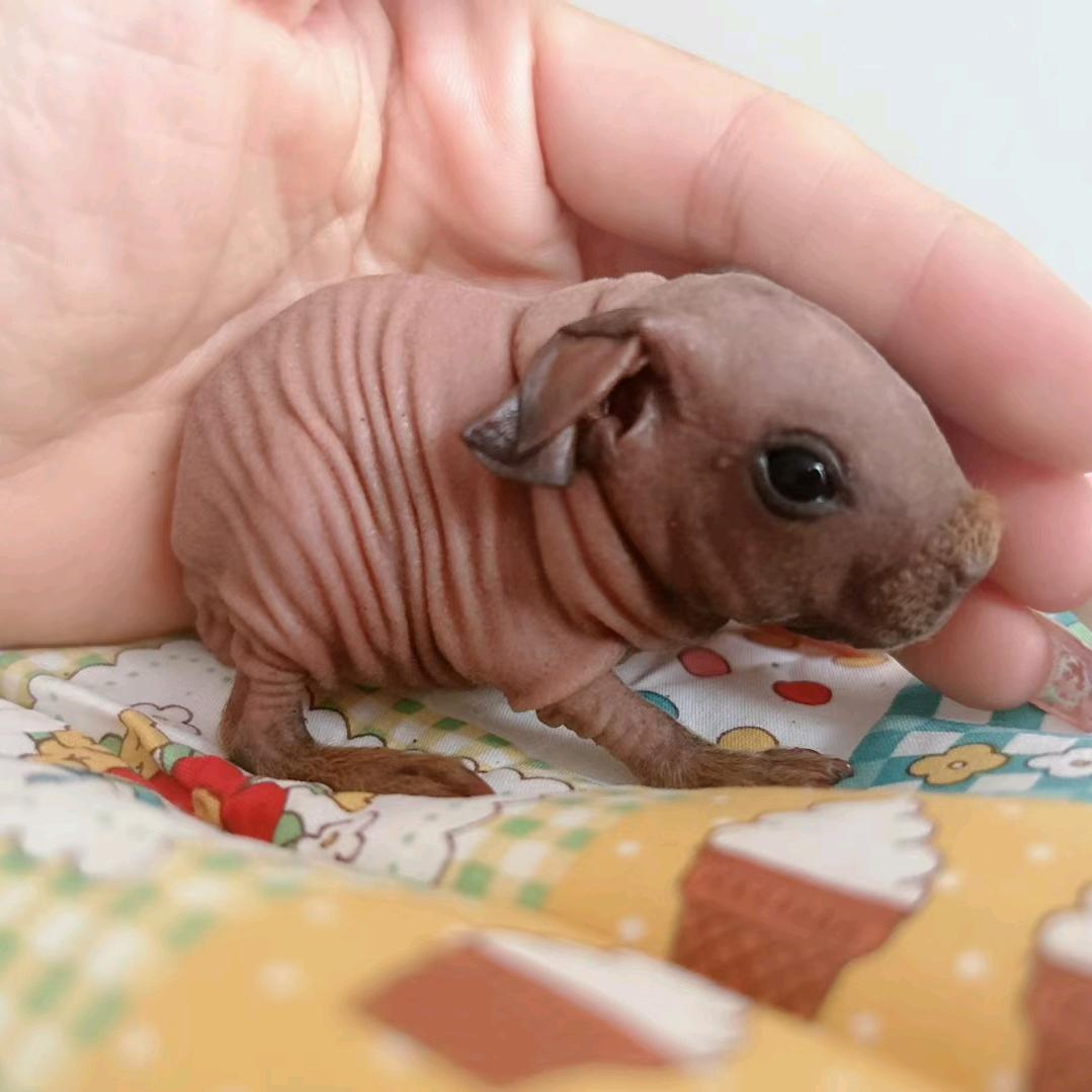 猪🐷葛亮