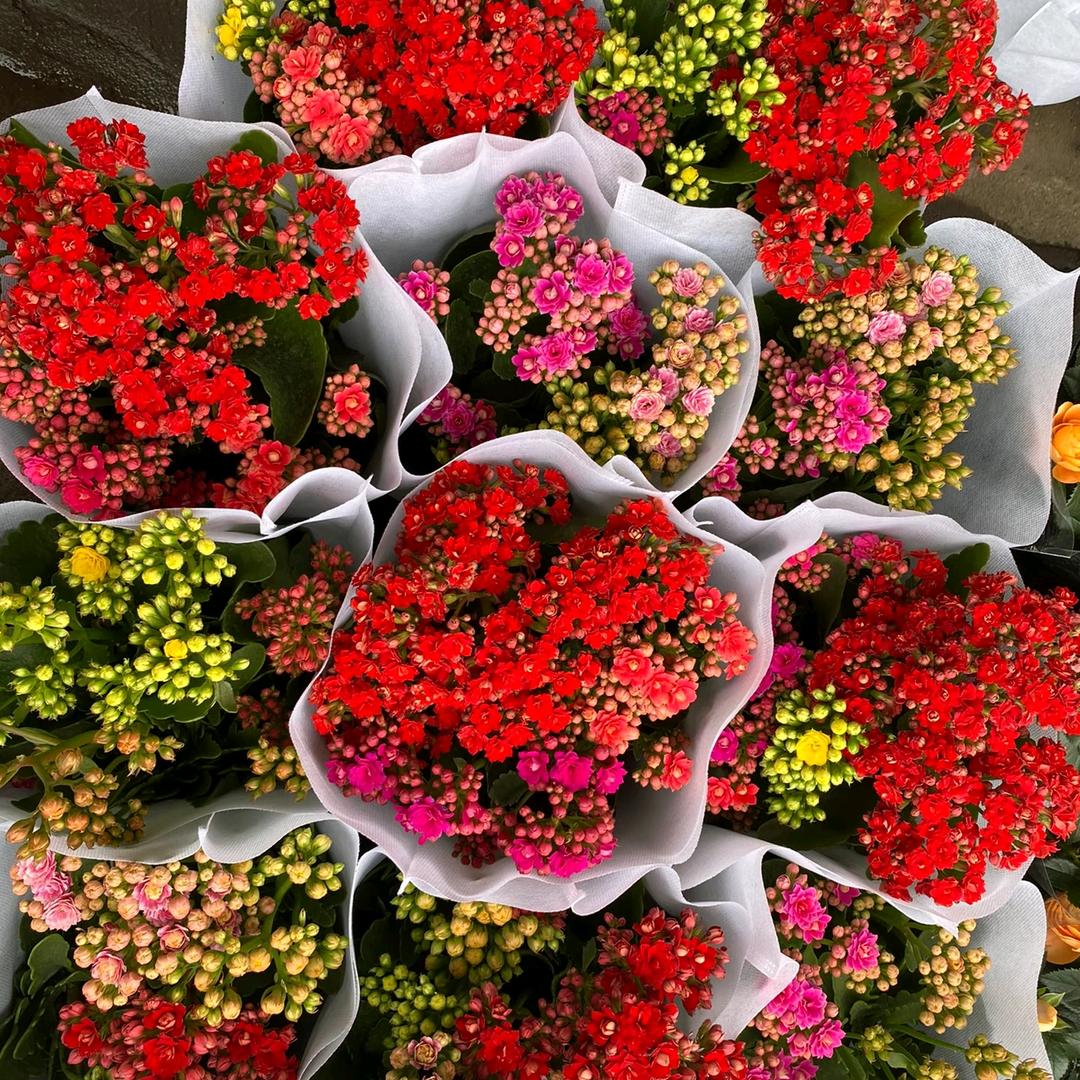 满园香花卉园艺