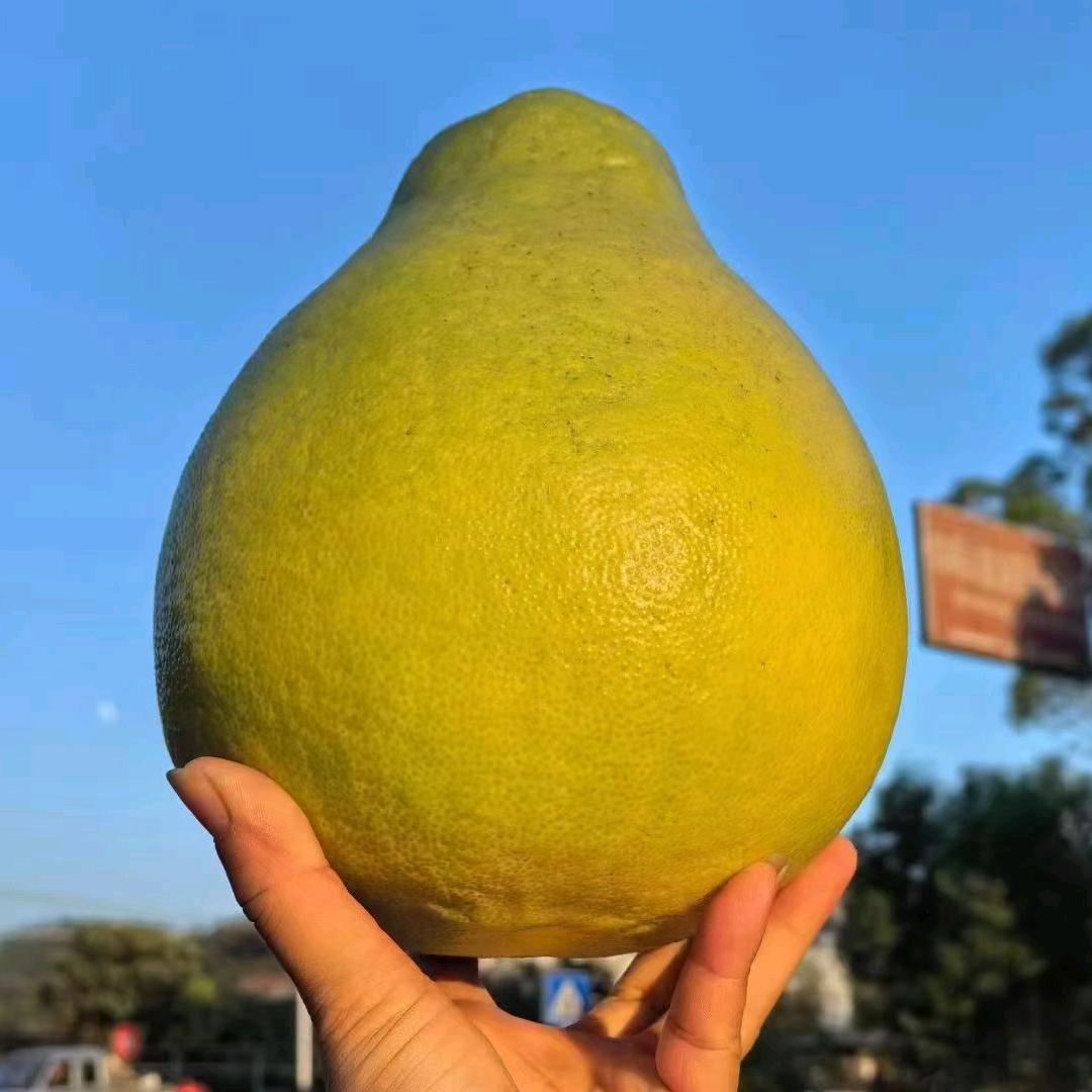 橙子柚，土特产