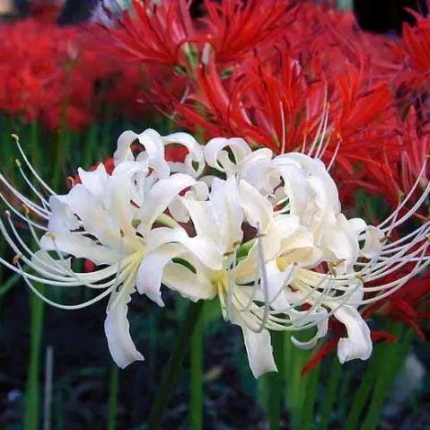 幽都  灵魂摆渡人