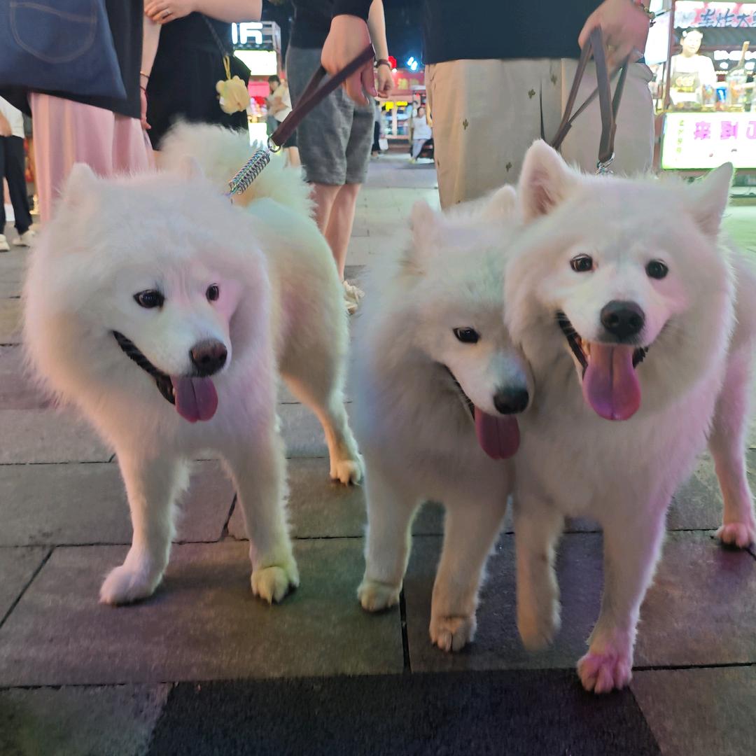 相亲相爱一家狗