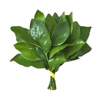 王者荣耀大胖（最强阿古朵）