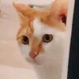 水面漂浮猫尸体🐟