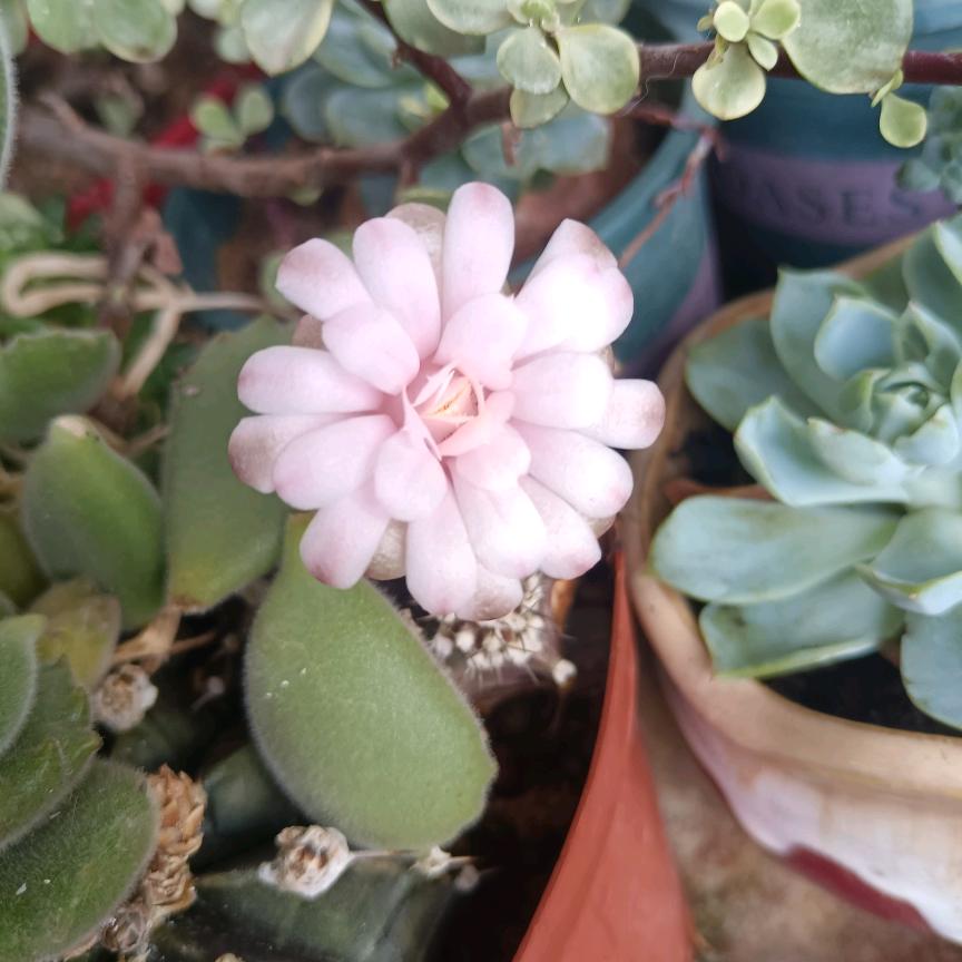 海蓝♥之星