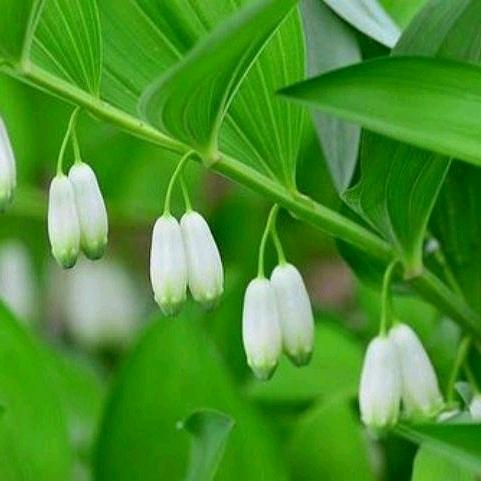 🍀小野丫头🍀家政☘️