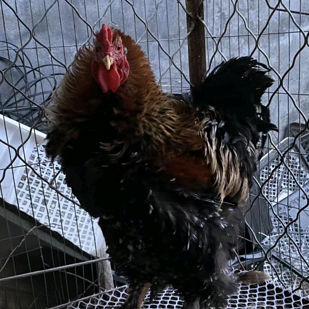 项城高寺圆环鸽舍