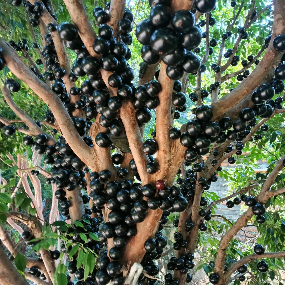 人生如梦，福建