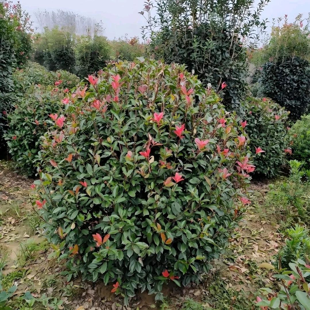 老秦的实在好物