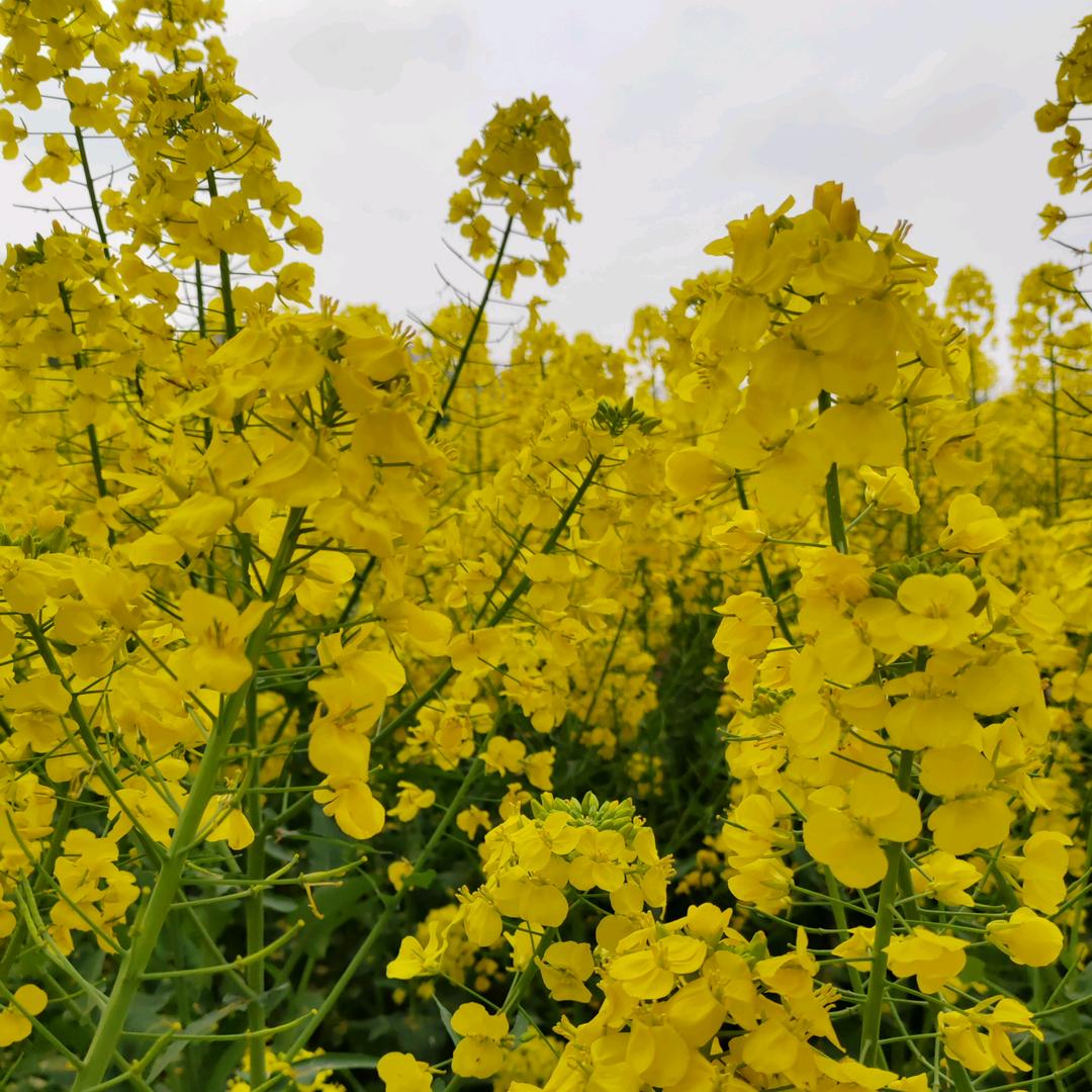 开“芯”每一天