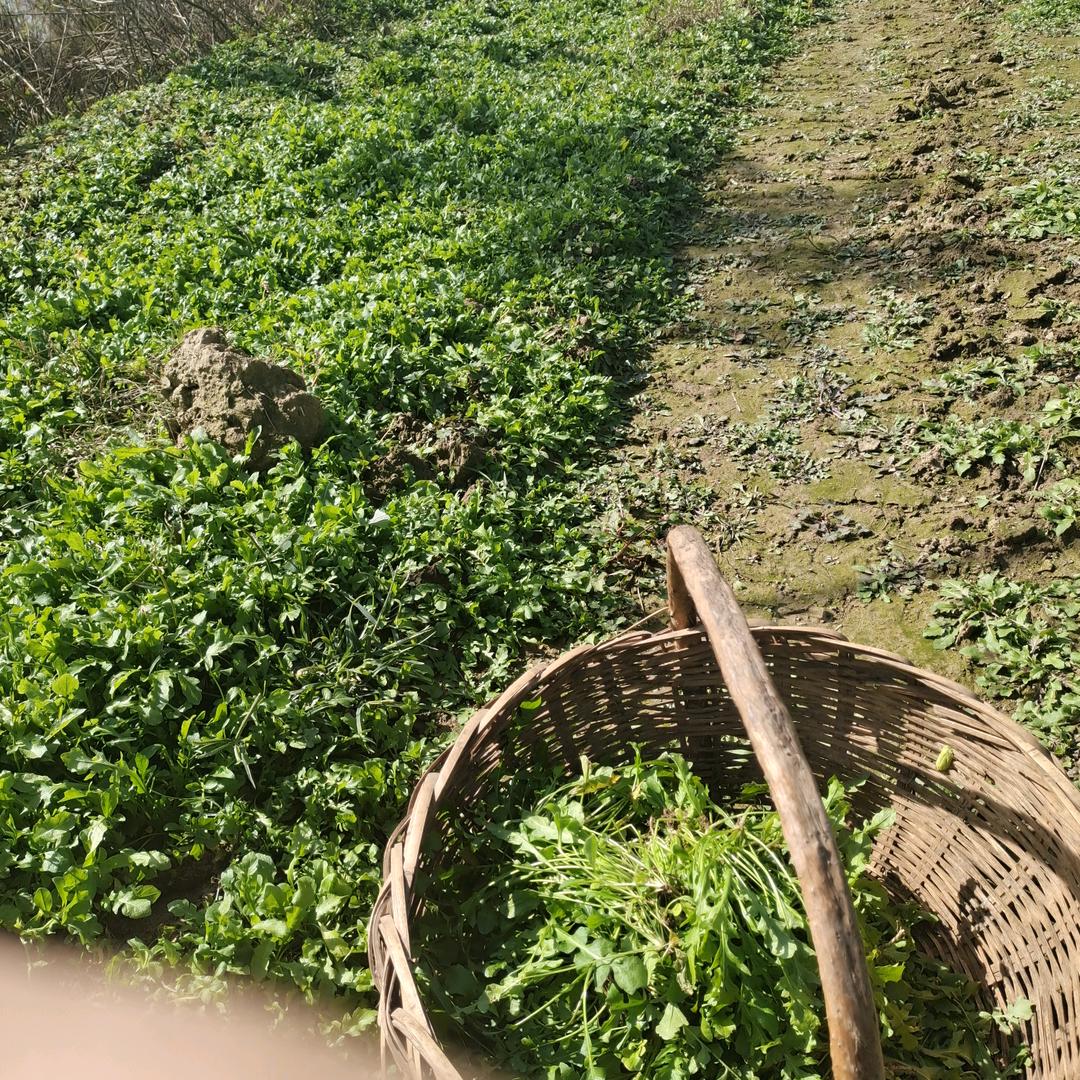 任玲玲的妈妈