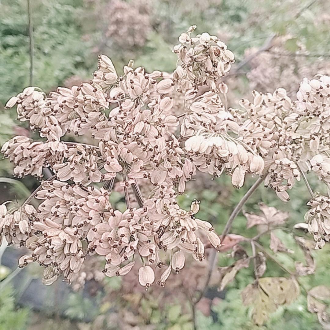 甘肃药材