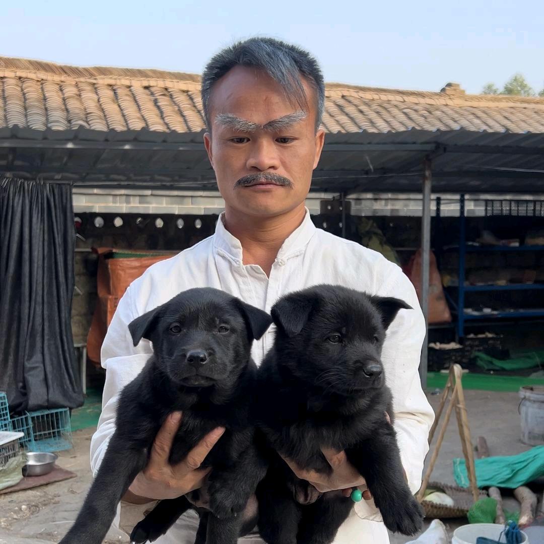 鹰叔土猎田园犬（选宠发货）